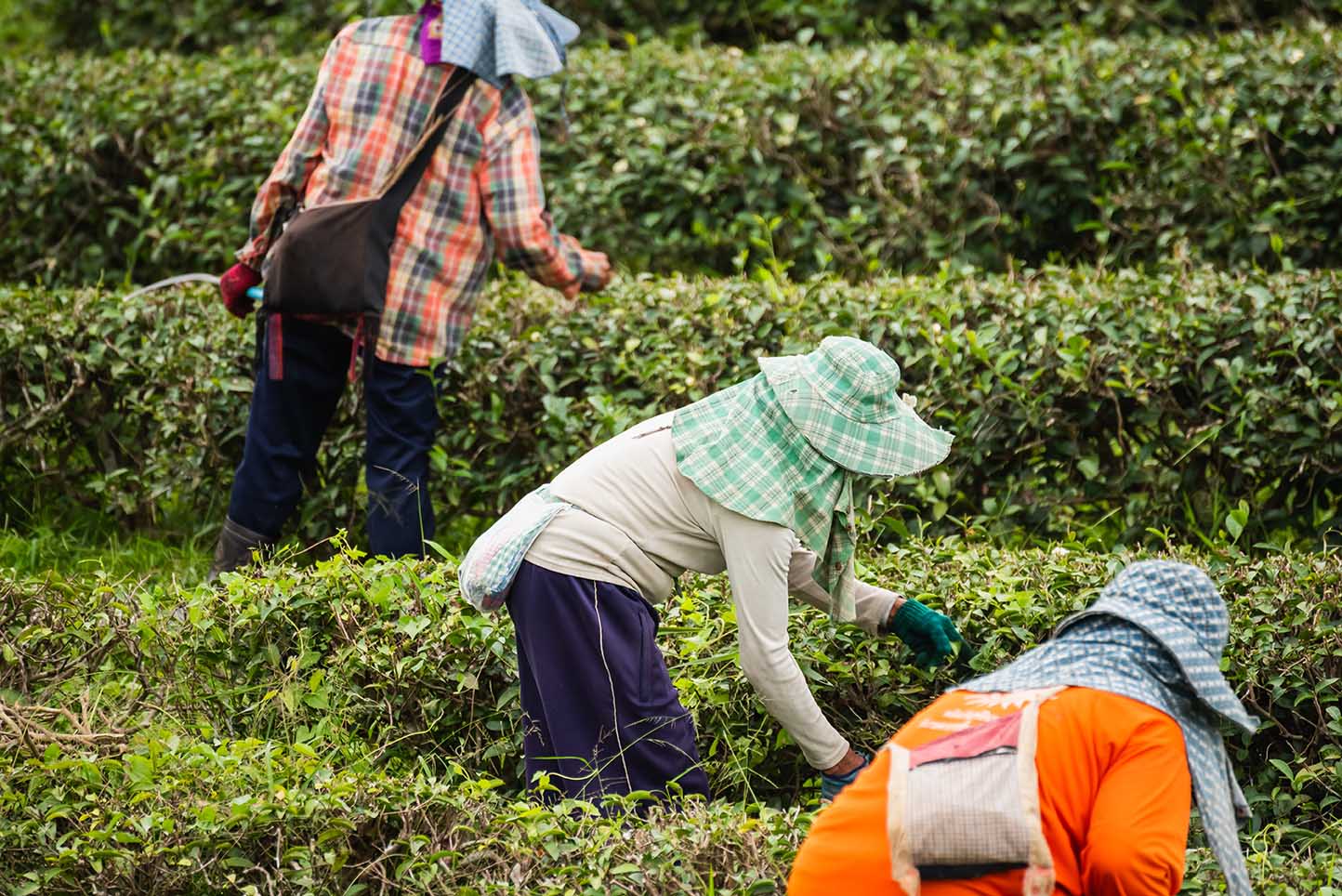 ICE reanudará redadas en granjas, hoteles y restaurantes después de cambio de política